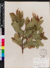 Exothea paniculata image