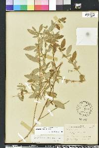 Indigofera pilosa image