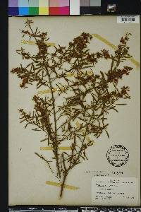 Hypericum galioides image