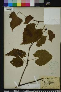 Vitis vulpina image