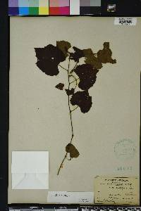 Vitis vulpina image