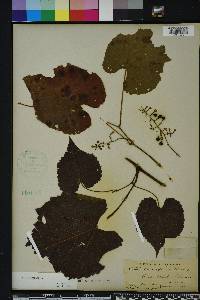 Vitis vulpina image