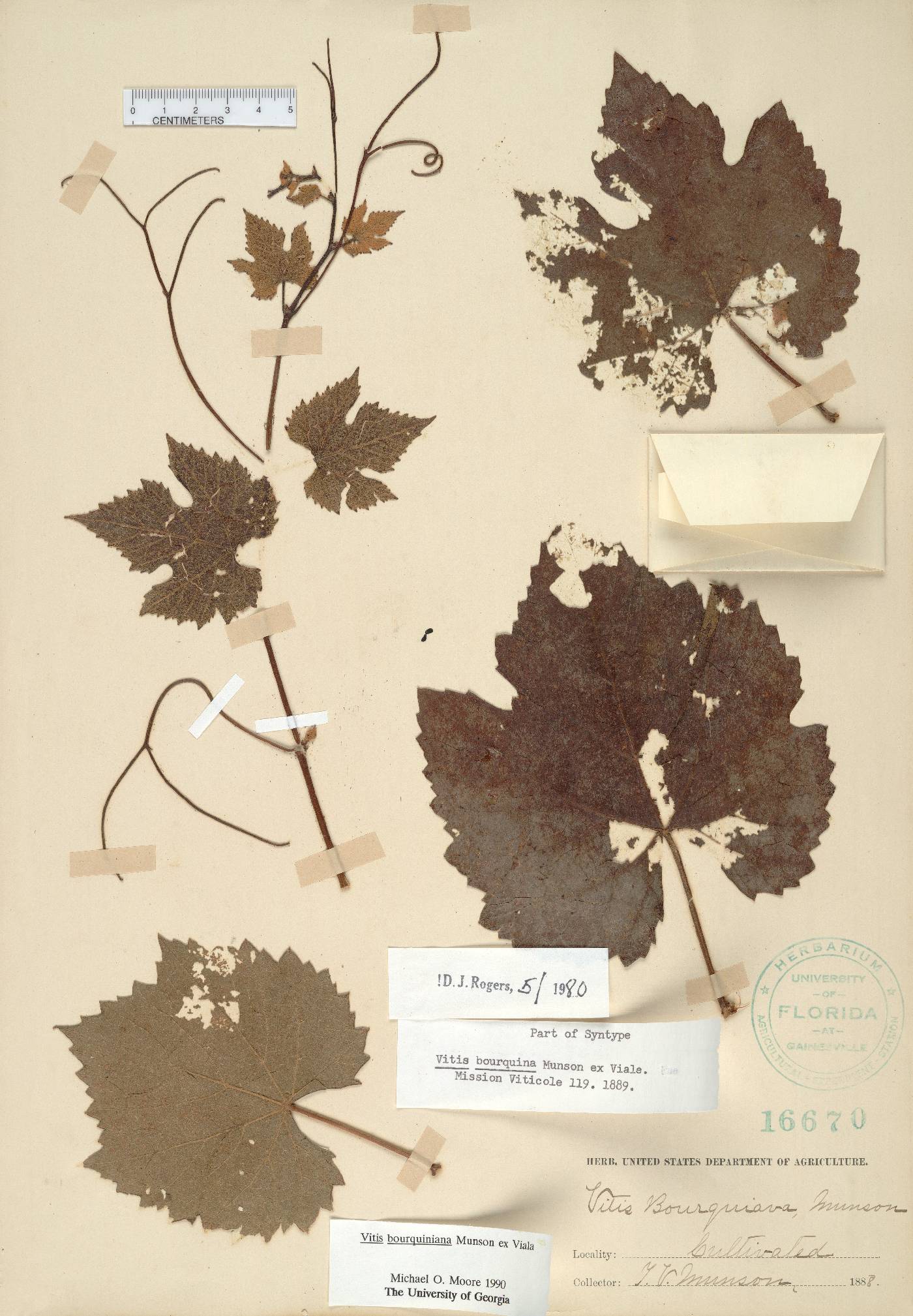 Vitis aestivalis var. bourquiniana image