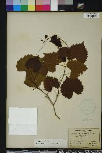 Vitis rotundifolia image