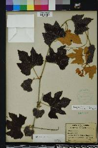 Vitis shuttleworthii image