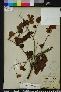 Vitis rotundifolia image