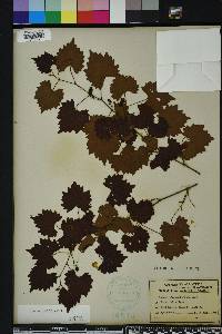 Vitis rotundifolia image