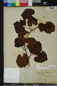 Vitis rotundifolia image