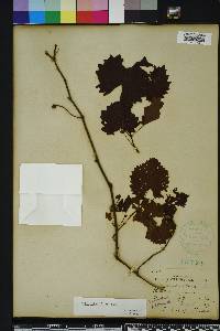 Vitis rotundifolia image