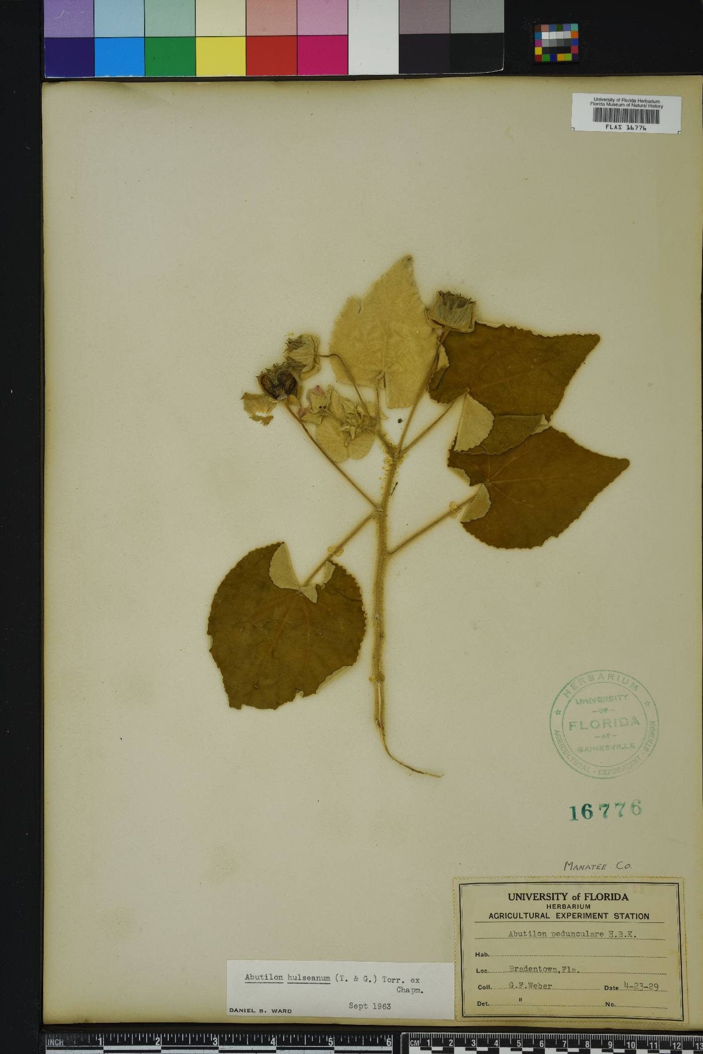 Abutilon hulseanum image