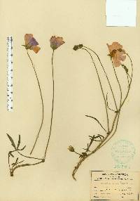 Callirhoe papaver image