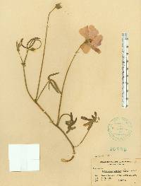 Callirhoe papaver image