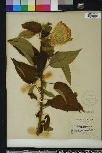 Hibiscus moscheutos image