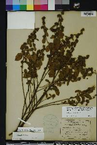 Waltheria indica image