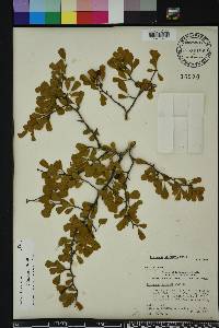 Crataegus michauxii image