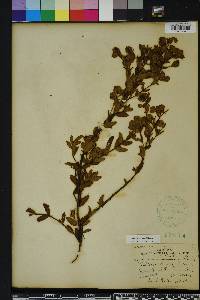 Hypericum crux-andreae image