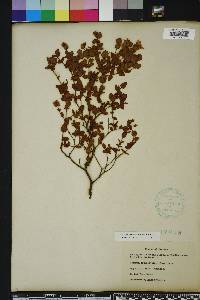 Hypericum tetrapetalum image