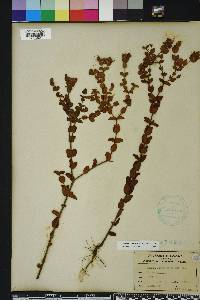 Hypericum tetrapetalum image