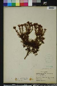 Hypericum fasciculatum image