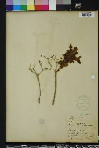 Hypericum myrtifolium image