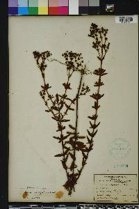 Hypericum cistifolium image