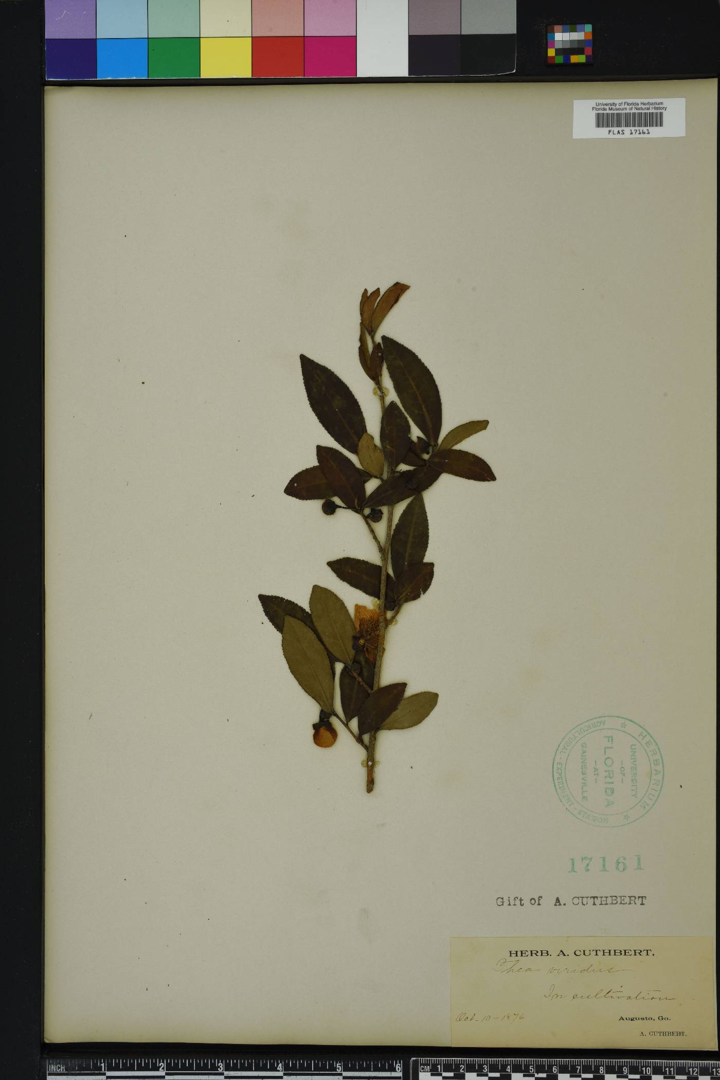 Camellia sinensis image