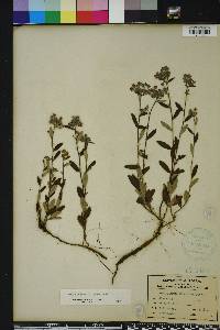 Crocanthemum corymbosum image