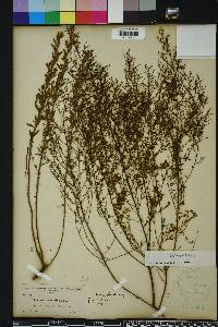 Lechea sessiliflora image