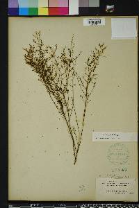 Lechea sessiliflora image