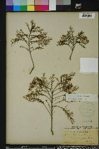 Lechea sessiliflora image