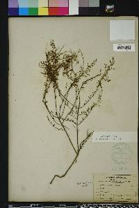 Lechea sessiliflora image