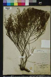 Lechea sessiliflora image