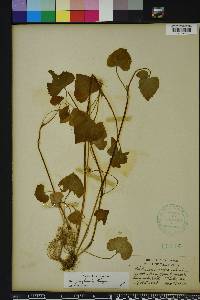 Viola pubescens var. pubescens image