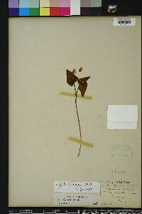 Viola hastata image