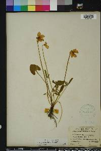 Viola septemloba image