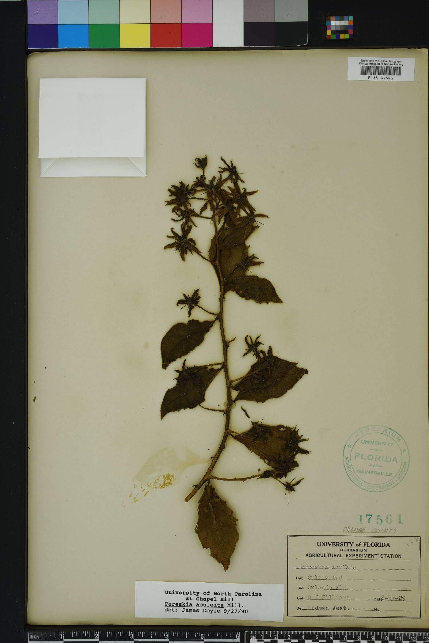 Pereskia aculeata image