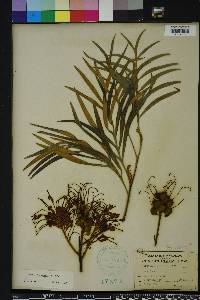 Grevillea banksii image