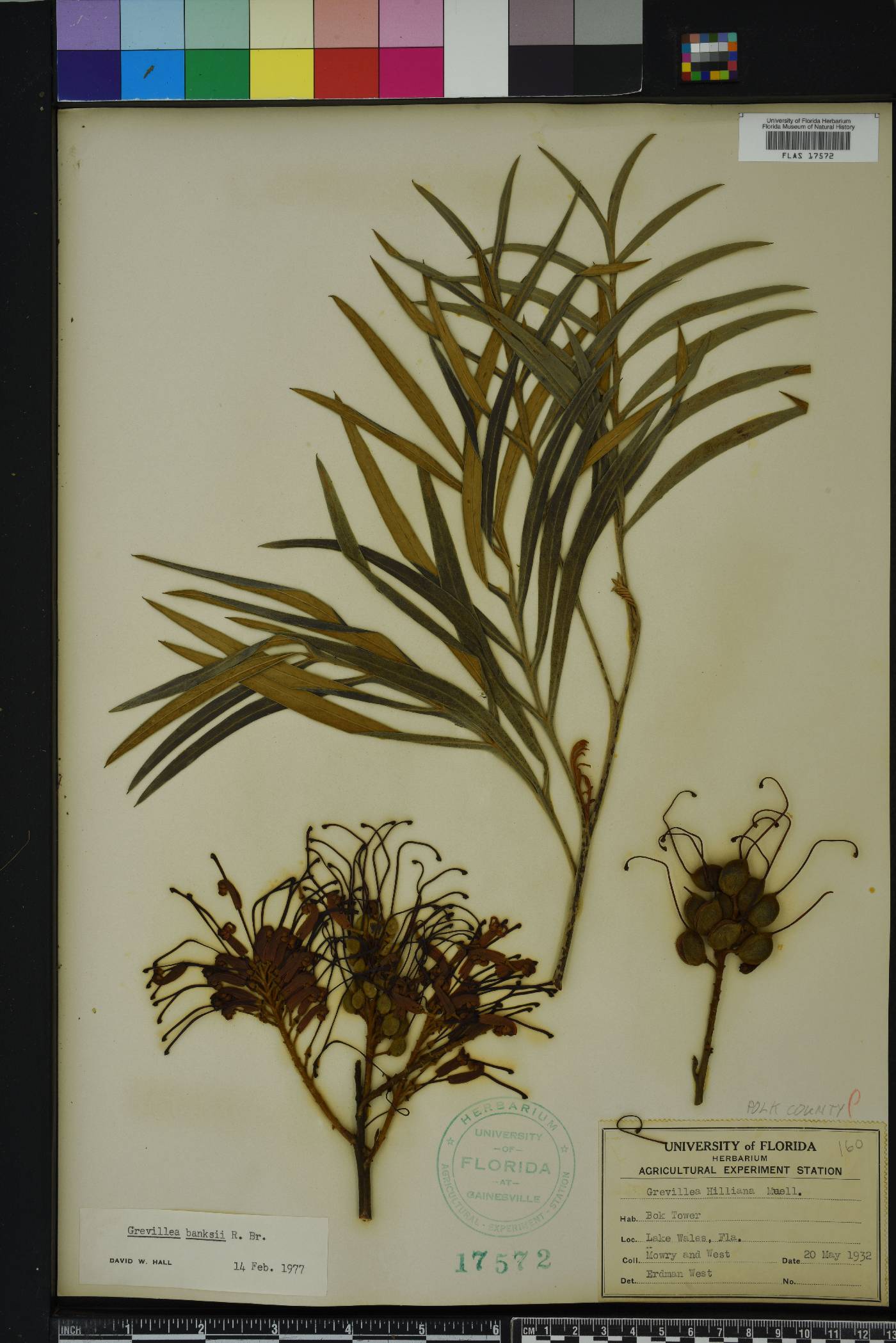 Grevillea banksii image