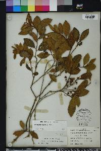 Lyonia ferruginea image