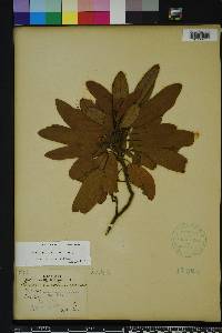 Persea palustris image
