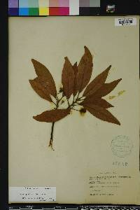 Persea palustris image