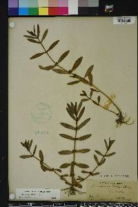 Ammannia latifolia image