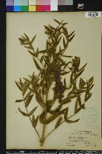 Lythrum lineare image