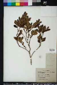 Eugenia foetida image