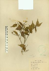 Eugenia confusa image