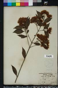 Syzygium paniculatum image