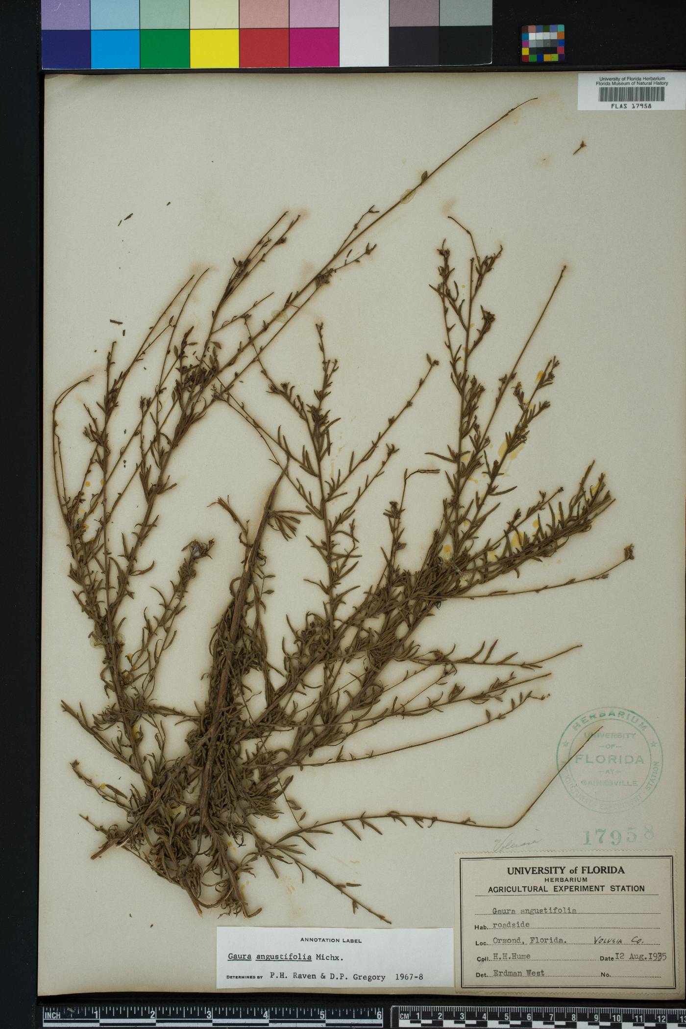 Oenothera simulans image