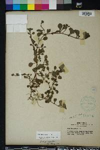 Ludwigia repens image