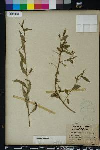 Ludwigia decurrens image