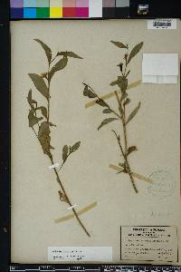 Ludwigia decurrens image